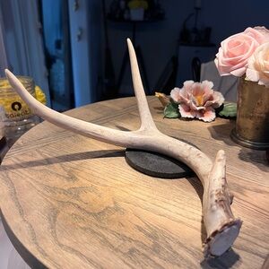 Beautiful Natural Antler Home Decor Accent in excellent condition
